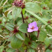 Osbeckia parvifolia Arn.
